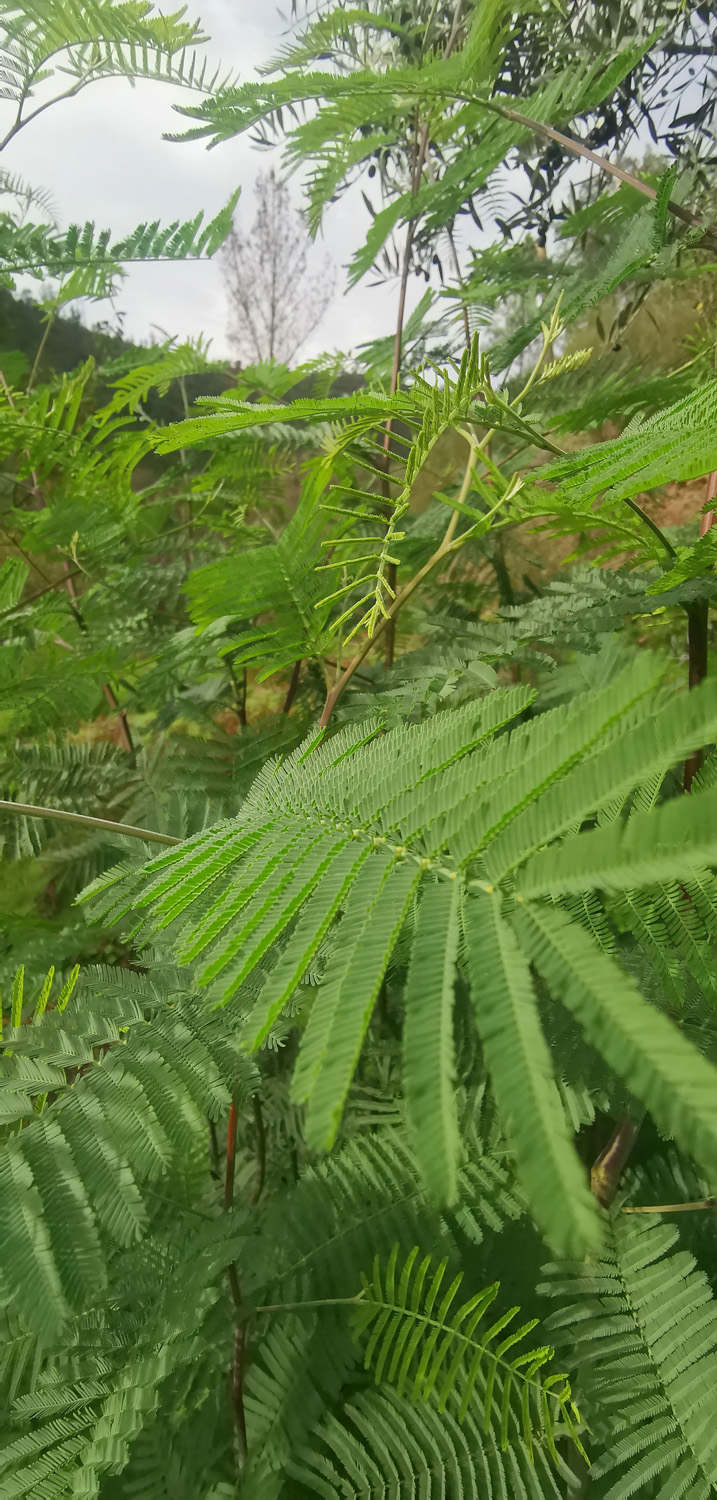 Mimosa closeup | ReWild! Nature restore project